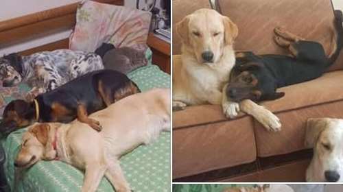 Φιλόζωος με μεγάλη δράση ο 50χρονος που έχασε τη ζωή του στην προσπάθεια να αποφύγει αδέσποτο: Ανάγκη υιοθεσίας των σκύλων και γατιών του