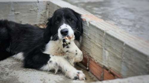 Σώστε ένα αδεσποτάκι: H Γιασεμί έχει έξοδο και δεν είναι καθόλου ικανοποιημένη από την μανικιουρίστα της