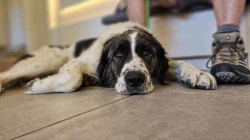 Μπορείτε πάντα να βοηθήσετε ένα ζωάκι: Τι είναι η εικονική υιοθεσία