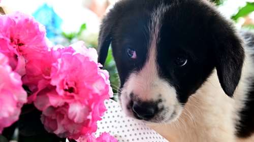 Ο Ρόμελ, το τσοπανάκι του Μαραθώνα: Είναι τόσο μικρούλης, ένα χαρούμενο, συνεσταλμένο κουταβάκι