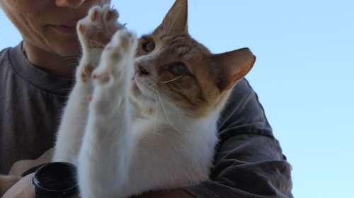 Σώστε ένα αδεσποτάκι: Με λένε Γκρουτ αλλά είμαι βούτυρος - Δεν θα σε δω ποτέ, αλλά θα σε αισθάνομαι όλη μέρα