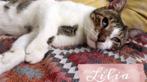 Η Λίλια βλέπει ελάχιστα - Φανταστείτε σχεδόν τυφλή στο δρόμο - Αναζητά το πρόσωπο σας με τη μουσούδα της