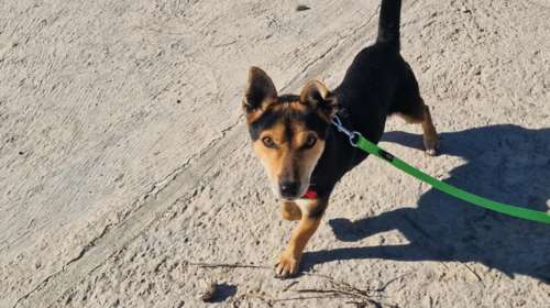 Ο Σκούτερ είναι κάτι ανάμεσα σε Πίνσερ και Τζακ Ράσελ και είναι πάντα έτοιμος