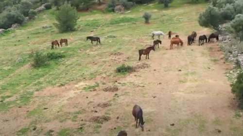 Η &quot;περιπέτεια&quot; των αλόγων της Αττικής: Πώς αναπτύχθηκε το κοπάδι στον Υμηττό - Ταλαιπωρημένα και κακοποιημένα