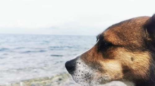 Φρίκη στην Κατερίνη: Αδέσποτος σκύλος χρησιμοποιήθηκε ως στόχος – Περισσότερα από 30 σκάγια στο σώμα του