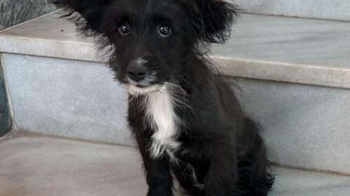 Σώστε ένα αδεσποτάκι: Κοιτάξτε ένα παιδί - &quot;Γειά θαθ, δεν μ&#39; αρέθει θτο δρόμο και κάνει και κρύο&quot;