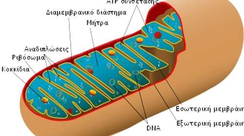 Μεγάλη ανακάλυψη: Πώς τα μιτοχόνδρια &quot;παρεμβαίνουν&quot; και αλλάζουν το DNA - Έτσι εξελίσσεται το ανθρώπινο είδος