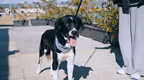 Ο λαμπερός Ιάσονας από τον Μαραθώνα θα κάνει σίγουρα τον κόσμο σας καλύτερο - Βίντεο