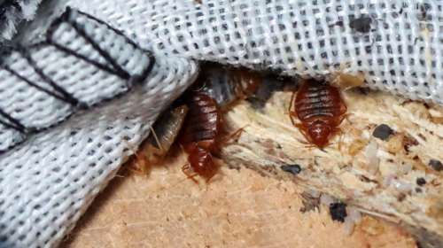 Γιατί οι κοριοί στην Ελλάδα είναι ανθεκτικοί στα εντομοκτόνα