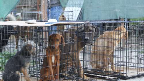 Το Eurogroup for Animals  για τον τερματισμό των δοκιμών σε ζώα