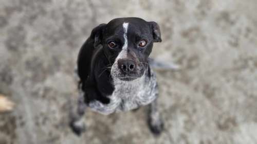 Από τη χαρά της όταν σε βλέπει πηδάει και στα δύο πόδια προσπαθώντας να σε φτάσει - Αυτή είναι η Γωγώ από το Κυνοκομείο Σπάρτης