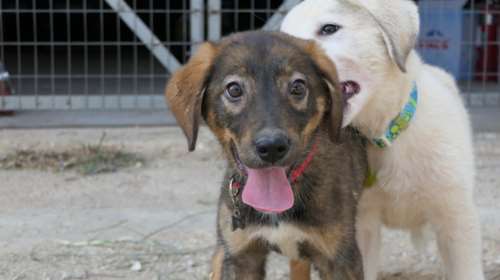Γεννήθηκε σε ένα βουνό, από μια αδέσποτη σκυλίτσα  - Παίζει σαν τρελός με τα άλλα κουτάβια - Είναι γλυκός και αστείος
