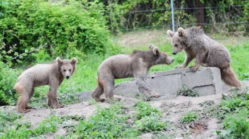 Φλώρινα: Νεκρά δύο νεογνά αρκουδάκια στην προσπάθειά τους να περάσουν το δρόμο  - Επεσε πάνω τους αυτοκίνητο