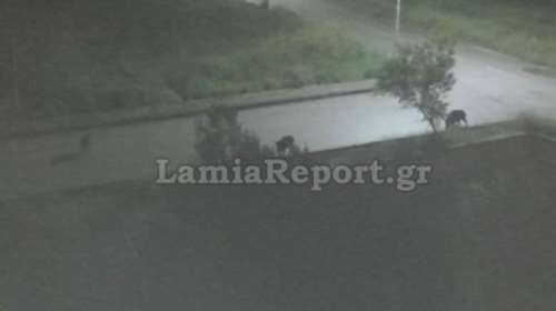 Κοπάδι από αγριογούρουνα έκανε βόλτες στα Καλύβια της Λαμίας