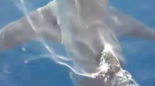 Καρχαρίας βγήκε ...βόλτα στον κόλπο του Λαγανά [βίντεο]