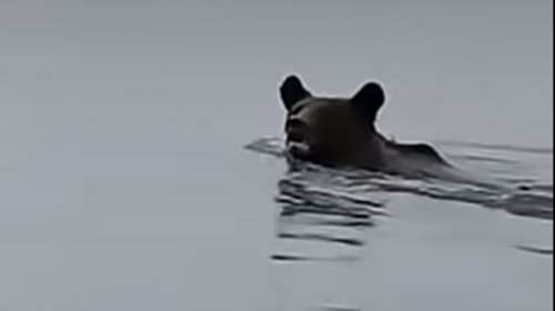 &quot;Γεια σου, αρκουδάκι πού πας;&quot; - Η τρυφερή προσέγγιση ψαρά - Το βίντεο που κολυμπά αμέριμνο σε λίμνη της Κοζάνης
