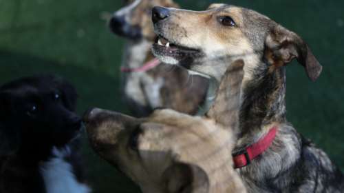 Νέα μέτρα για ευάλωτους και αδέσποτα - Τι αφορά, τι πρέπει να ξέρετε