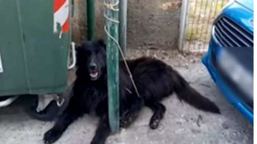 Nέα κτηνωδία στην Κρήτη: Ακρωτηρίασε σκύλο στο Ρέθυμνο και τον έδεσε στα σκουπίδια