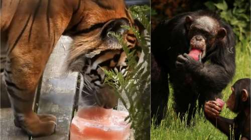 Πρωτόγνωρες εικόνες στη Βρετανία: Δίνουν στα ζώα γλειφιτζούρια πάγου με λαχανικά και φύλλα για να αντέξουν τον καύσωνα