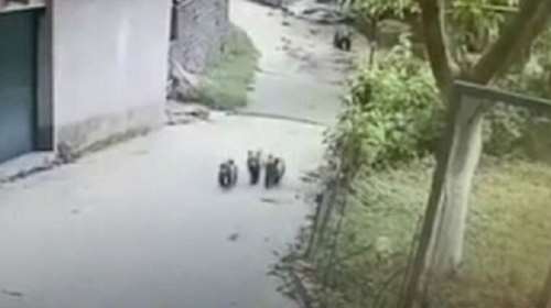 Μέτσοβο: Μεράκλωσαν τρία αρκουδάκια - Μπήκαν σε αποθήκη και ήπιαν όλο το κρασί και το τσίπουρο [βίντεο]