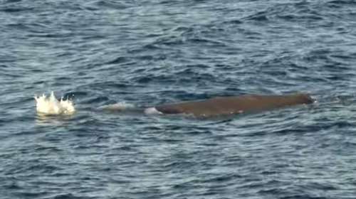 Φάλαινα φυσητήρας εντοπίστηκε κοντά στις ακτές του Άστρους Κυνουρίας - Εντυπωσιακό βίντεο