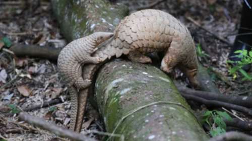 Κορονοϊός: Αποκαλυπτικά στοιχεία για τη &quot;σύνδεση&quot; του ιού με νυχτερίδες και παγκολίνους, από έλληνες ερευνητές