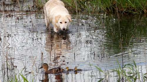 Κοροναϊός: Το πρώτο κρούσμα σε σκύλο- Μπήκε σε καραντίνα