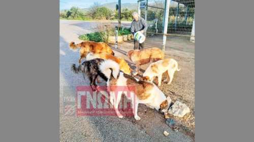 Ανοιχτή πληγή τα αδέσποτα στη Ριτσώνα: &quot;Πολλά είναι άρρωστα και όλα είναι πεινασμένα&quot;