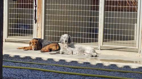 Αυτές οι δύο είναι σαν δύο αδερφές γηραιές που έζησαν όλη τη ζωή τους μαζί και δεν παντρεύτηκαν ποτέ