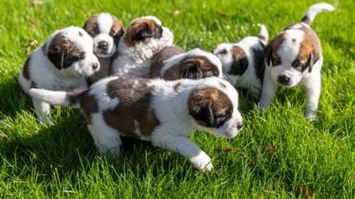 Σκύλοι του Αγίου Βερνάρδου: Τα αγαπημένα σκυλιά της Ελβετίας σε νέο κοινωνικό ρόλο για ευάλωτους ανθρώπους