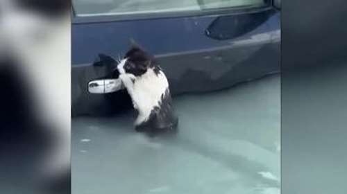 Ντουμπάι: Γάτα γραπώθηκε από χερούλι αυτοκινήτου για να σωθεί από τις πλημμύρες [Βίντεο]