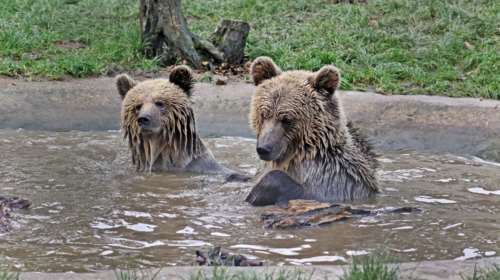 Δύο αρκουδάκια ο Μις και η Λούσι  το έσκασαν  για να απολαύσουν το αγαπημένο τους μέλι  [βίντεο]