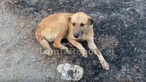 Ο σκυλάκος στο Μαρτίνο που σώθηκε την τελευταία στιγμή από την μεγάλη φωτιά- Με εγκαύματα στα πόδια