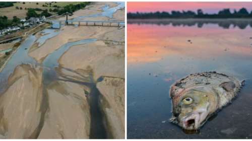 Εικόνες σοκ στη Γαλλία: Οκτώ τόνοι ψαριών πέθαναν από ασφυξία σε λίμνη, λόγω ξηρασίας και υψηλών θερμοκρασιών
