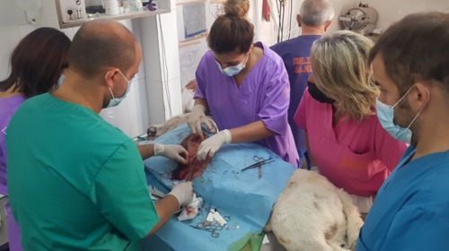 Αυτοί είναι οι 4 κτηνίατροι που πάλεψαν να σώσουν το σκυλί που μαχαίρωσε ο καθηγητής στη Νίκαια