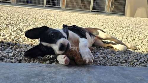 Η Φοίβη είναι το απόλυτο κουτάβι:  Εχει αυτοπεποίθηση, έχει στυλ και  είναι πανέξυπνη