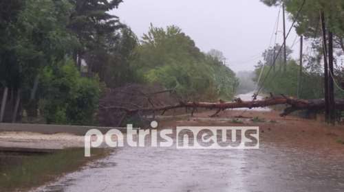 Κακοκαιρία &quot;Ιανός&quot;: &quot;Σφυροκοπήθηκε&quot; και η Ηλεία - Καταστροφές με πτώσεις δέντρων και διακοπές ηλεκτροδότησης σε πολλές περιοχές