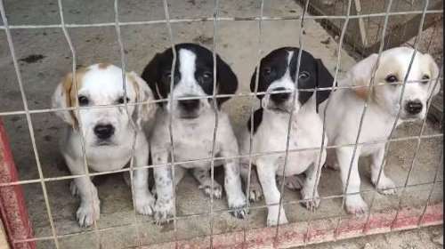 Σώστε ένα αδεσποτάκι: Για δείτε εδώ - Τέσσερα μωρουδέλια χρειάζονται τη βοήθεια μας