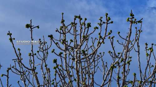 Στο Ναύπλιο βγήκαν τα... σύκα λόγω της καλοκαιρίας [εικόνες]
