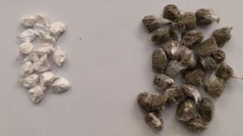 Εφοδος στις φυλακές Κορυδαλλού: Κοκαΐνη και ινδική κάνναβη βρήκαν οι σωφρονιστικοί υπάλληλοι [εικόνες]