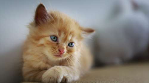 Κορονοϊός και στις γάτες: Μπορούν να κολλήσουν και μάλιστα σοβαρά - Νέα έρευνα