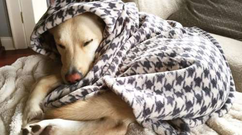 Δώρισε κουβέρτες ή ζεστά είδη που για σένα δεν είναι πια χρήσιμα για δεκάδες αδέσποτα σκυλάκια και γατάκια