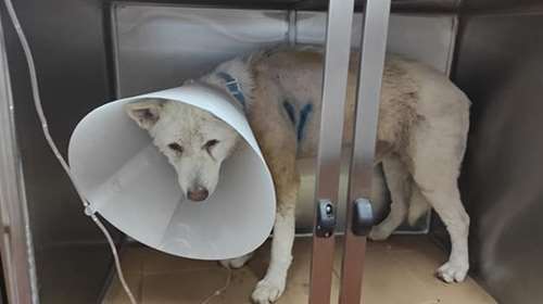 Συγκλονίζει ο κτηνίατρος που έδωσε μάχη για να σώσει τον σκύλο στη Νίκαια: Ηταν δολοφονική επίθεση [Βίντεο]