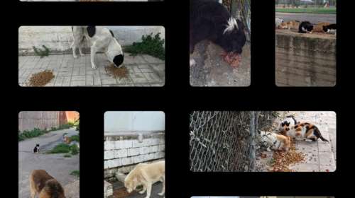 Εκκληση για τροφές από "Τα Φαντάσματα του Ασπροπύργου": Χωρίς εμάς δεν μπορούν να συνεχίσουν να γεμίζουν κοιλίτσες