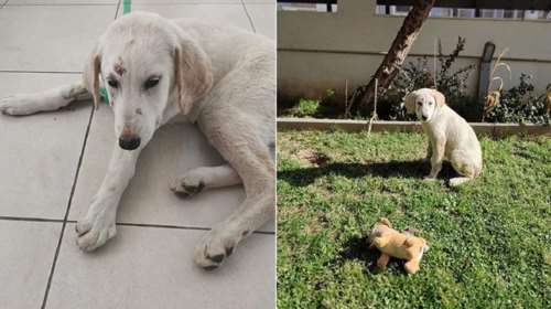 Φρίκη στην Αλεξανδρούπολη: Καταγγελία για κατ’ εξακολούθηση βιασμό κουταβιού - Επικηρυγμένος ο δράστης