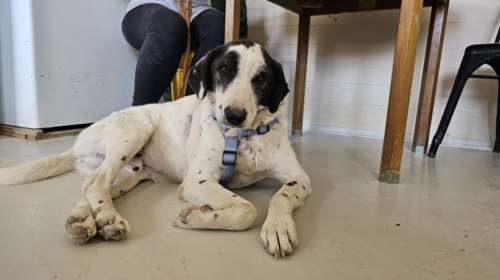 Ο Αγγελος ακόμα και όταν ήταν αλυσοδεμένος στην άκρη του κυνοκομείου, ολομόναχος και αδύνατος, ήταν αγέρωχος