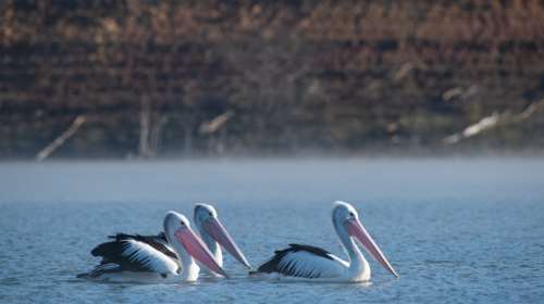 Πρέσπες: Έρευνα για τα αίτια που προκάλεσαν τον θάνατο 2.300 αργυροεπελεκάνων  το 2022