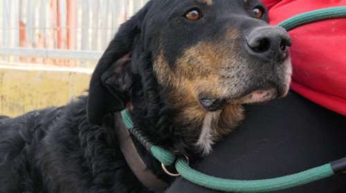 Κάποτε είχε σπίτι, και είχε τον άνθρωπό του, και ήταν ευτυχισμένος - Ομως με συνοπτικές διαδικασίες, κατέληξε στο  κυνοκομείο Τρίπολης