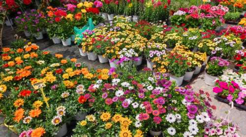 Τα χρώματα και οι μυρωδιές της άνοιξης &quot;πλημμυρίζουν&quot; τη Θεσσαλονίκη - Ανοίγουν τρεις ανθοκομικές εκθέσεις