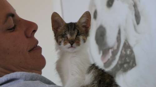 Τυφλές γάτες:  Το μόνο που δεν μπορούν να κάνουν, είναι να ζήσουν αδέσποτες